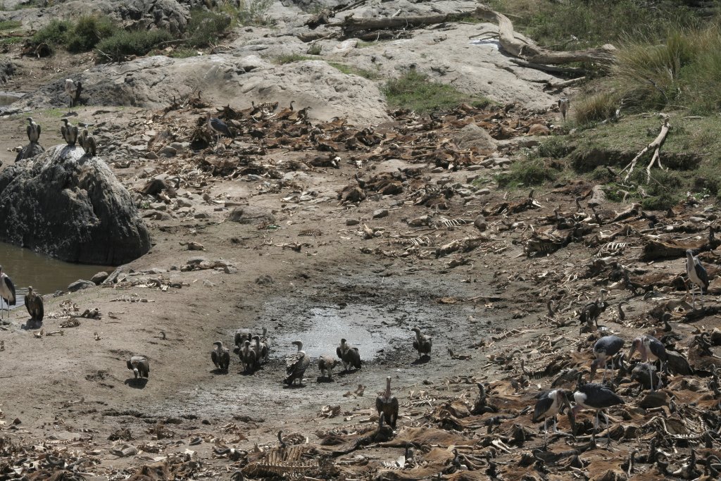 20-Wildebeest corpses in the Mara river.jpg - Wildebeest corpses in the Mara river